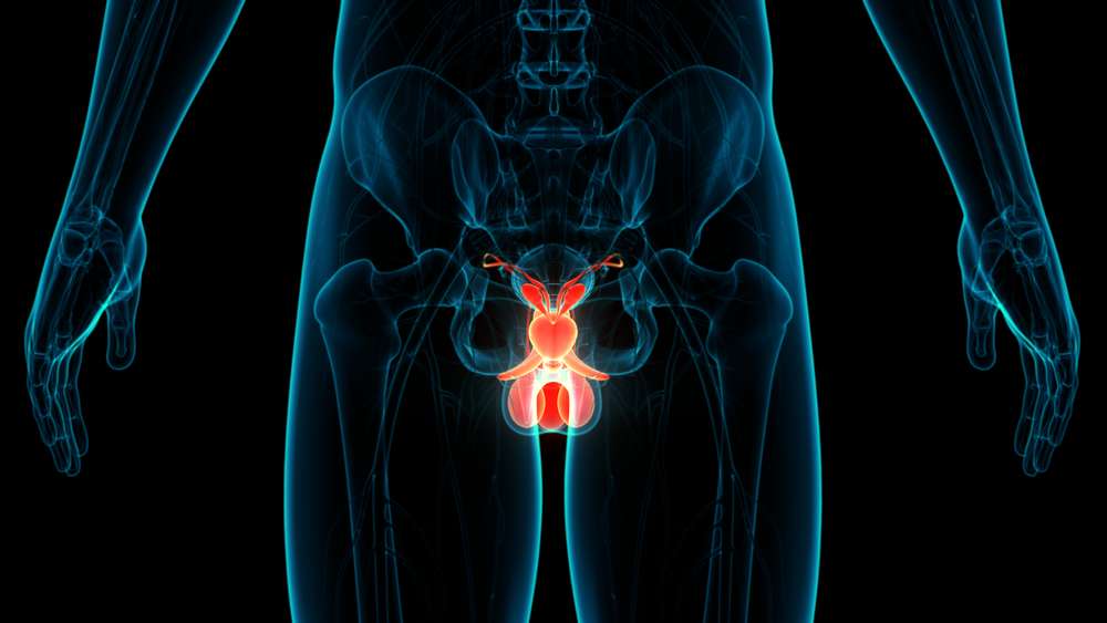 O sistema urogenital