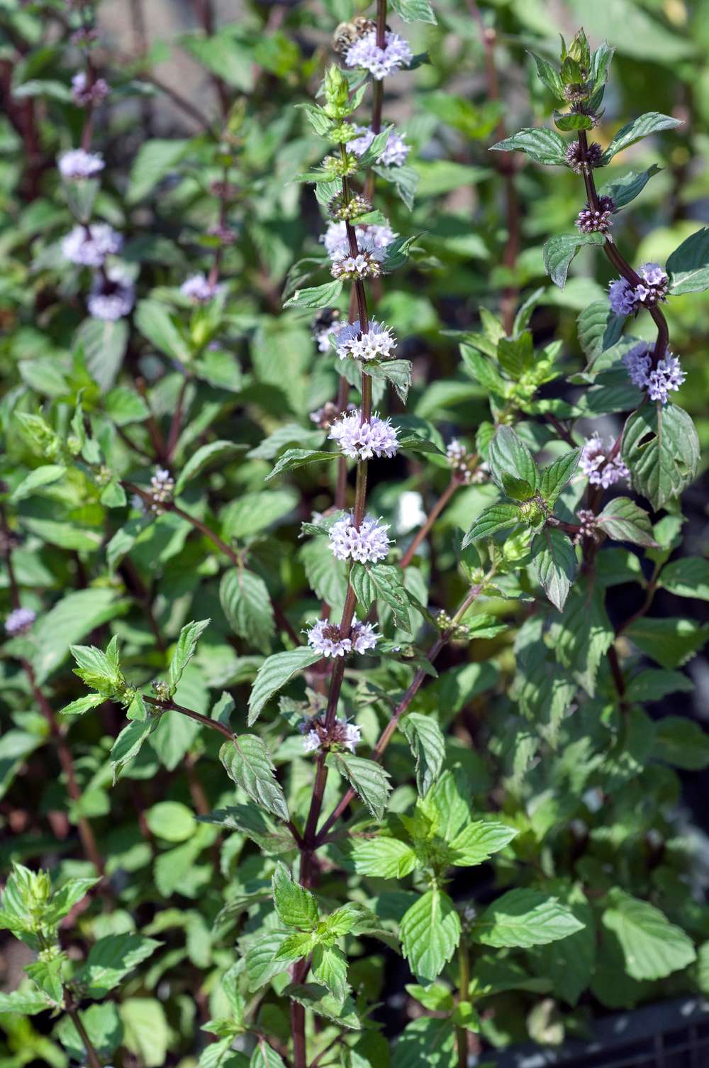 Menta piperita; Mentha x piperita Menta piperita (Mentha x piperita)