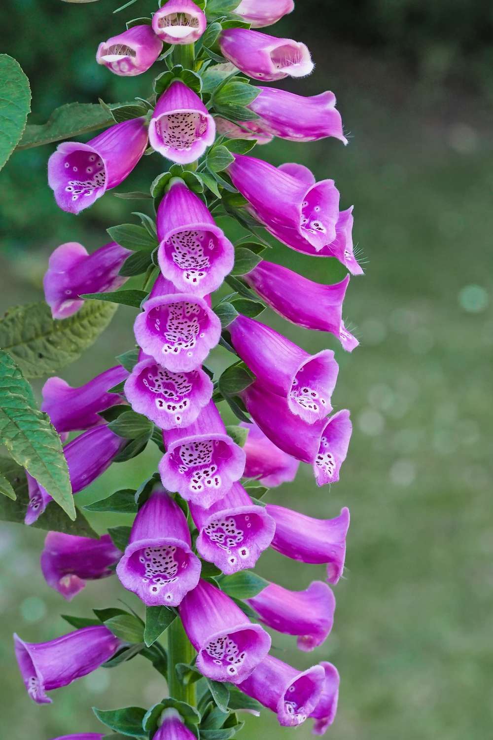 Lila Glockenblumen Roter Fingerhut (Digitalis purpurea)