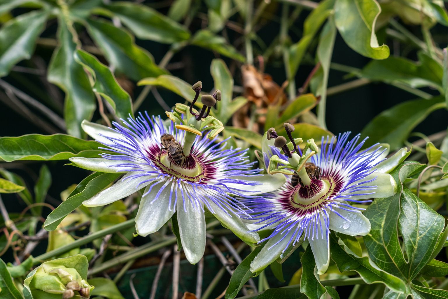 Passionsblume (Passiflora incarnata)