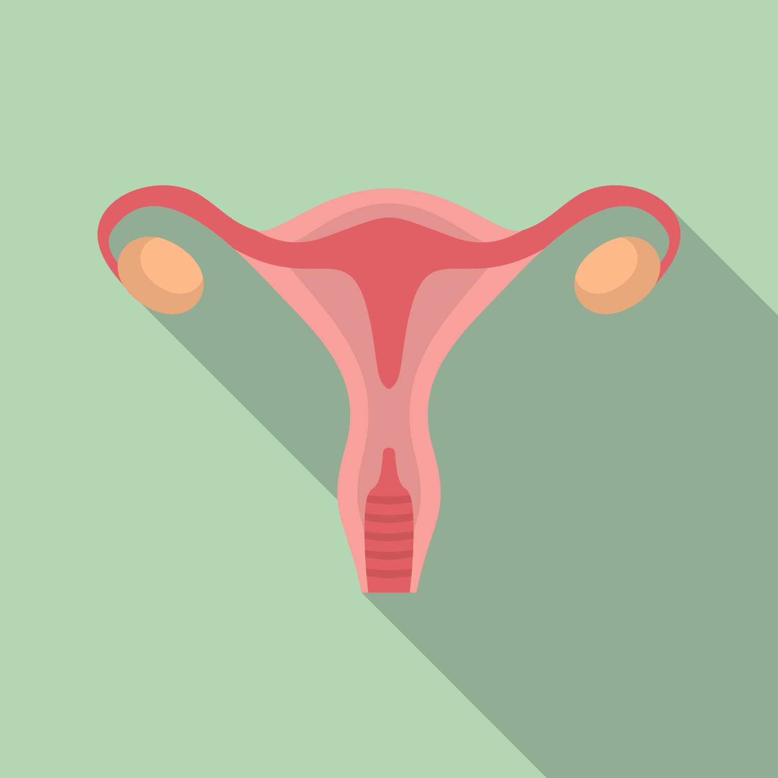Illustrazione di un utero umano. 