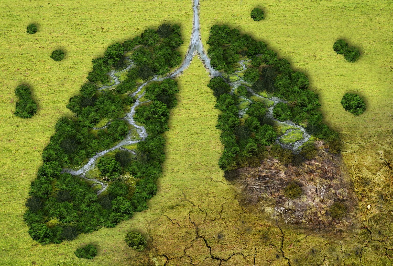 Bosque en forma de pulmones