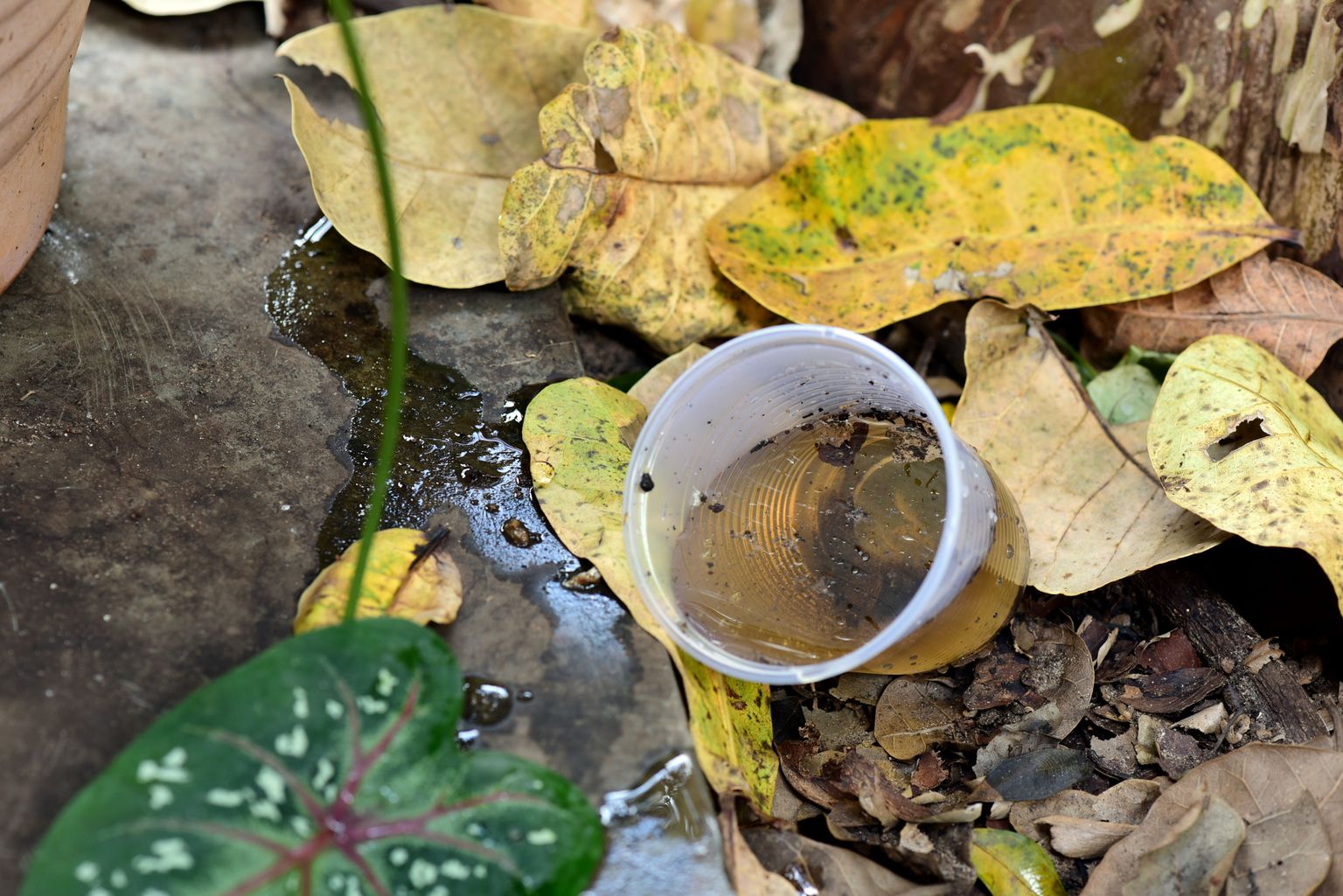 Plastic cup with dirty water on leaf background