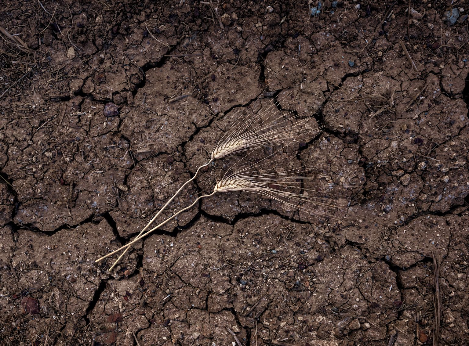 Two wheat ears on dry soil