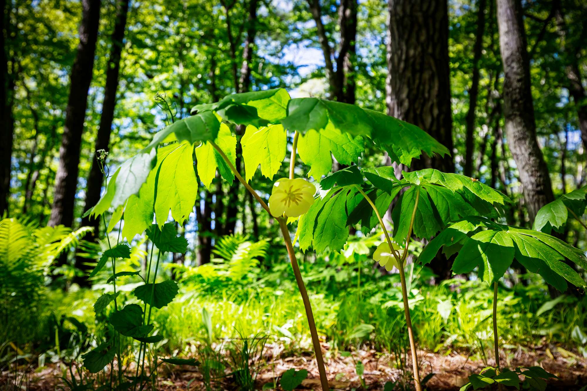 Manzano de mayo (Podophyllum peltatum) Manzano de mayo (Podophyllum peltatum L.)