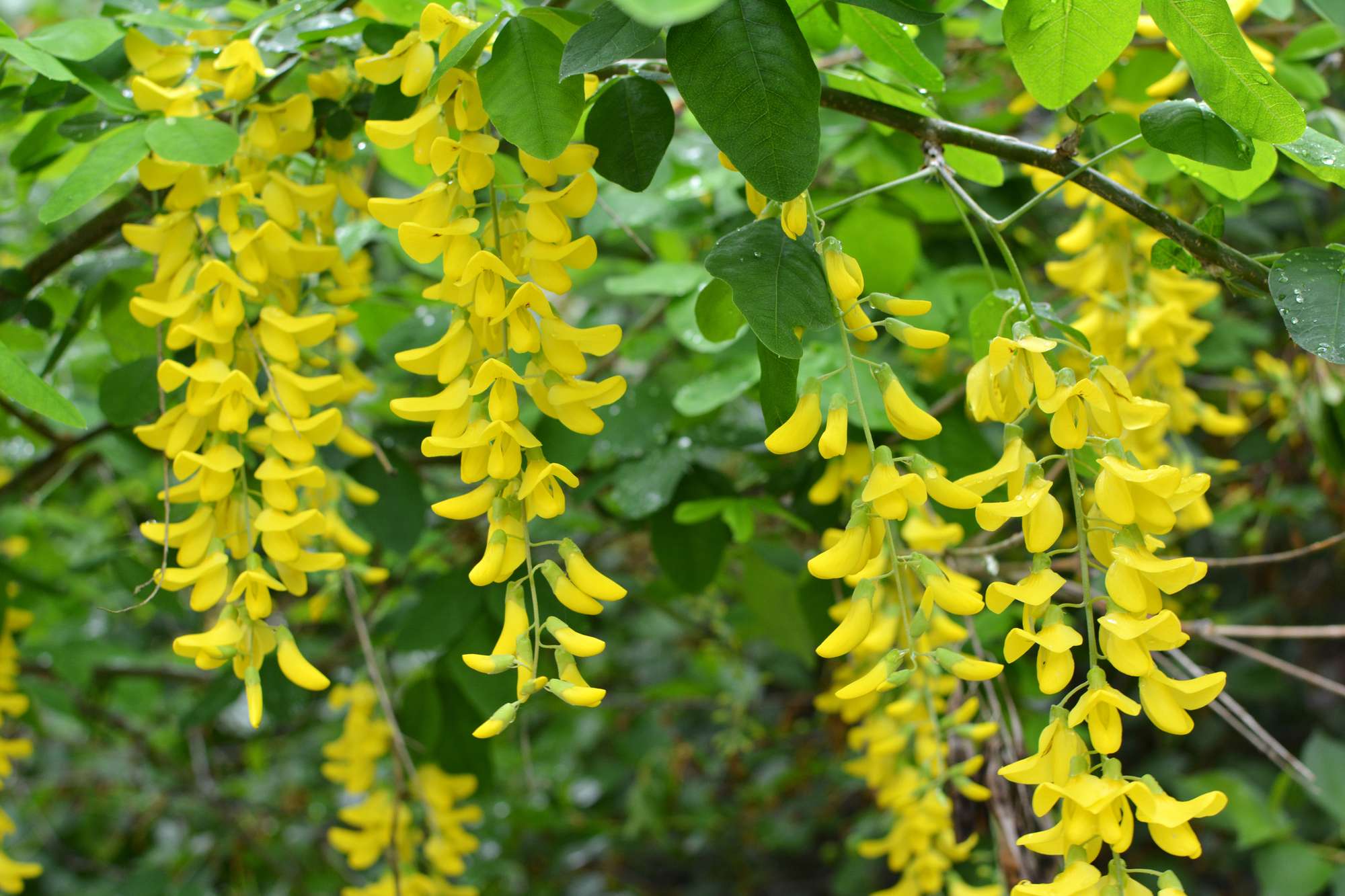 O Laburnum floresce na natureza na primavera Laburno (Laburnum)