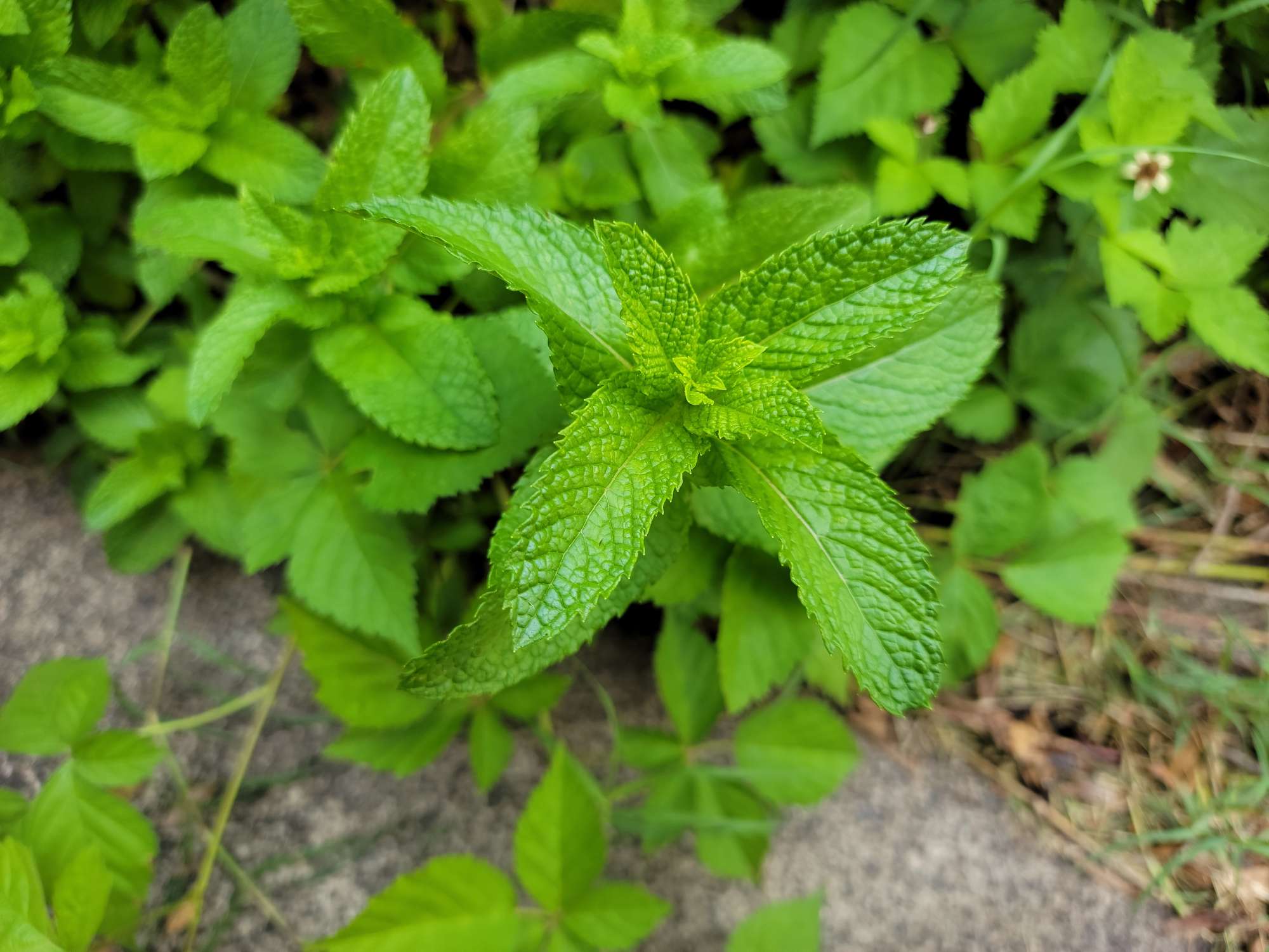 Menta Menta piperita (Mentha x piperita)