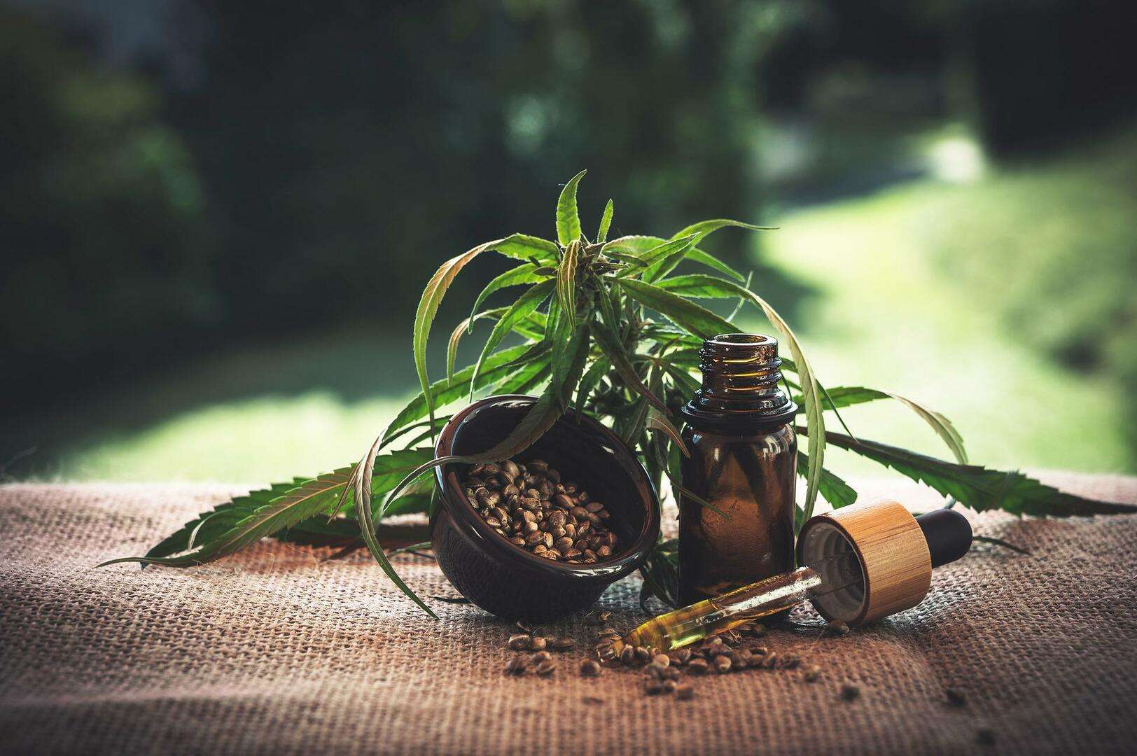 Close up of cannabis plant with seeds and hemp oil in a pipette. Nature in the background.