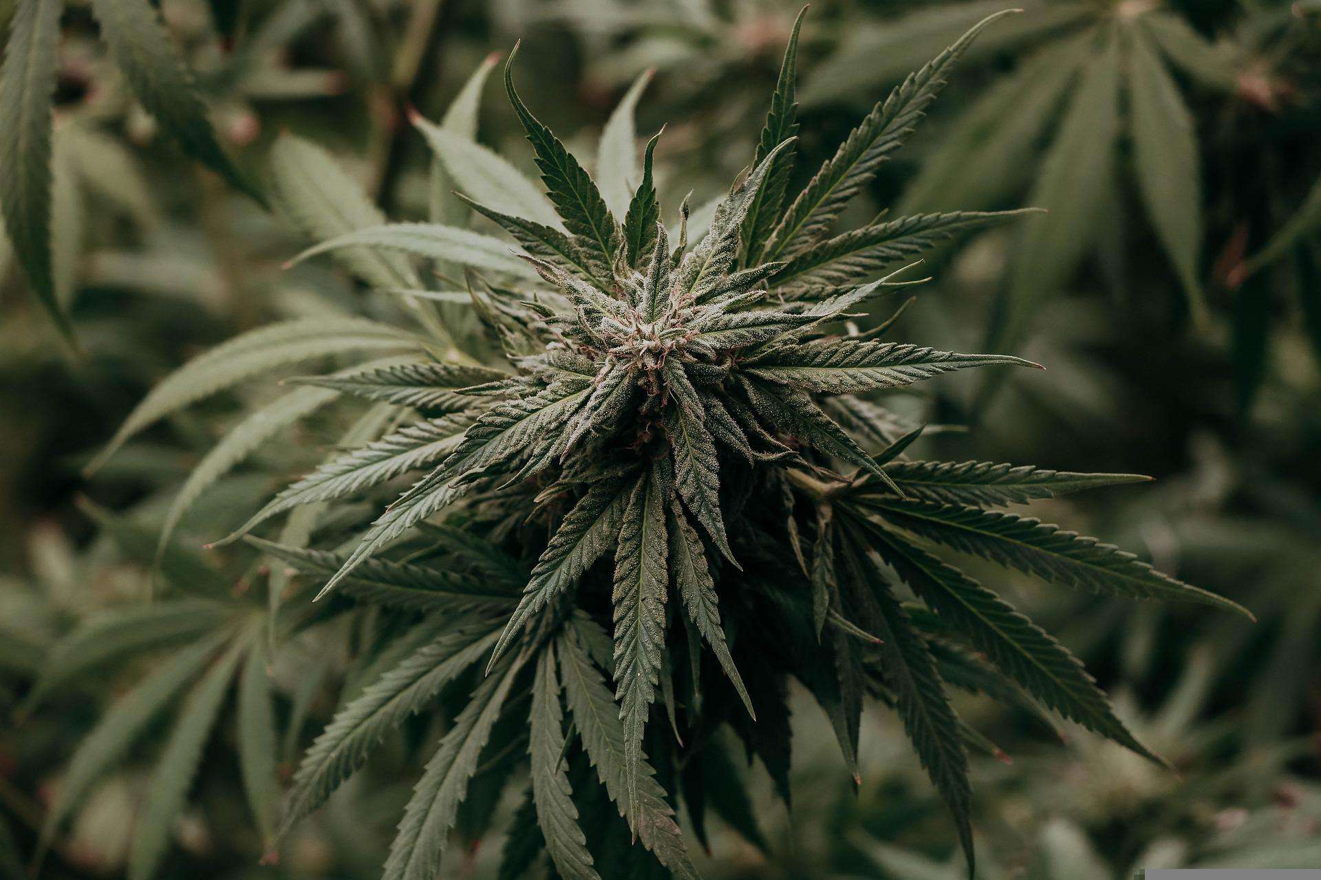 Cannabis Pflanze Marihuana Topf Hanf Nahaufnahme einer Cannabispflanze
