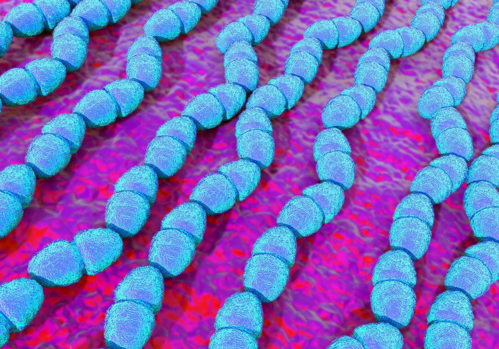 Faecalis Bakterien oder Streptococcus faecalis Bakterien Enterococcus faecalis