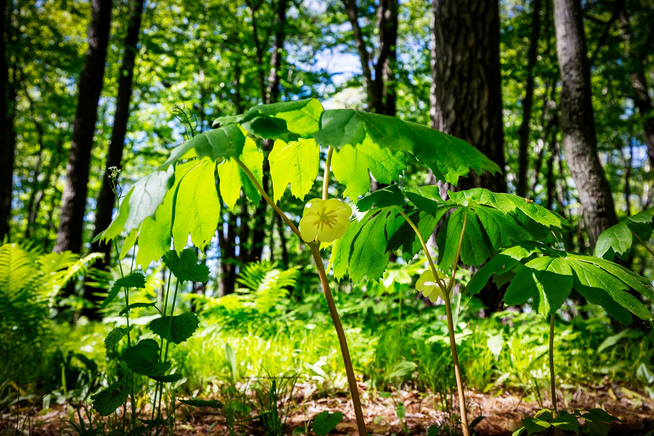 Pomme de mai (Podophyllum peltatum L.)