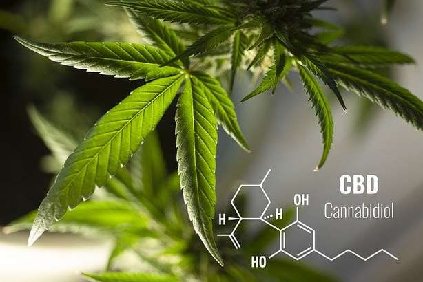 64987Pixabay.com Pixabay.com CC0 Public Domain Gros plan sur une plante de chanvre avec la formule chimique structurelle du cannabidiol