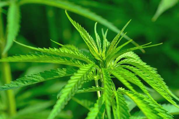 hanf-cannabis-sativa-natur-4354381 Nahaufnahme einer Cannabispflanze