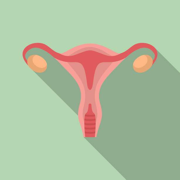 Flache Illustration von Frau uterus Vektorsymbol für Webdesign Illustration einer menschlichen Gebärmutter. Uterussymbol der Frau.