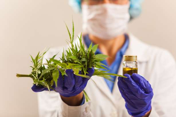 Una persona con fines médicos sostiene una planta de cannabis y aceite. Los médicos tienen y ofrecen a los pacientes marihuana medicinal y aceite. Prescripción de cannabis para uso personal, remedio legal para la medicación ligera, remedio o medicina alternativa,Concepción médica.