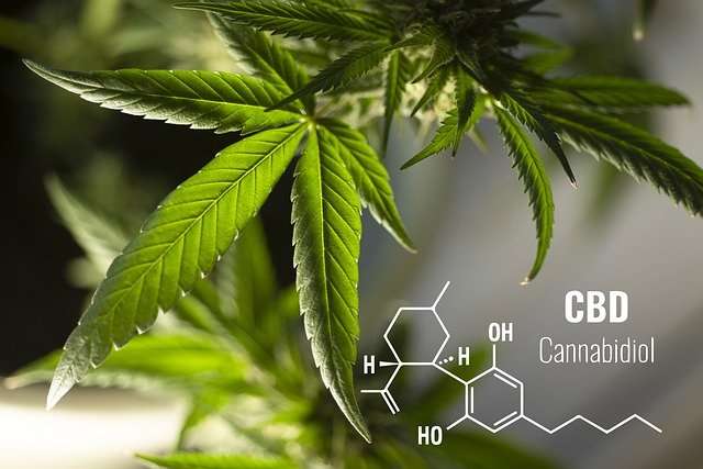 64987Pixabay.com CC0 Publiek Domein Close-up van een hennepplant met de chemische structuurformule van cannabidiol